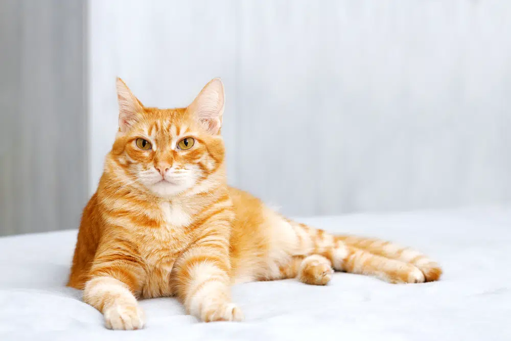 Orange Cat