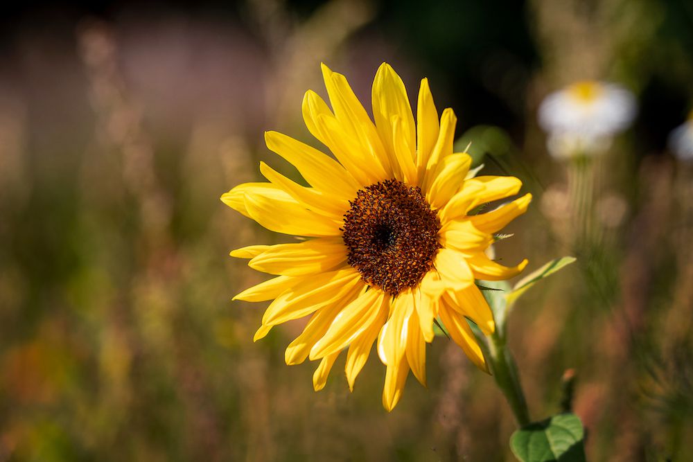 yellow flowers